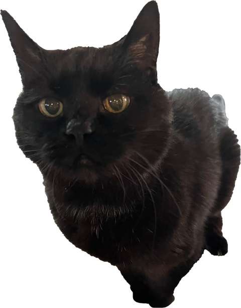 black cat